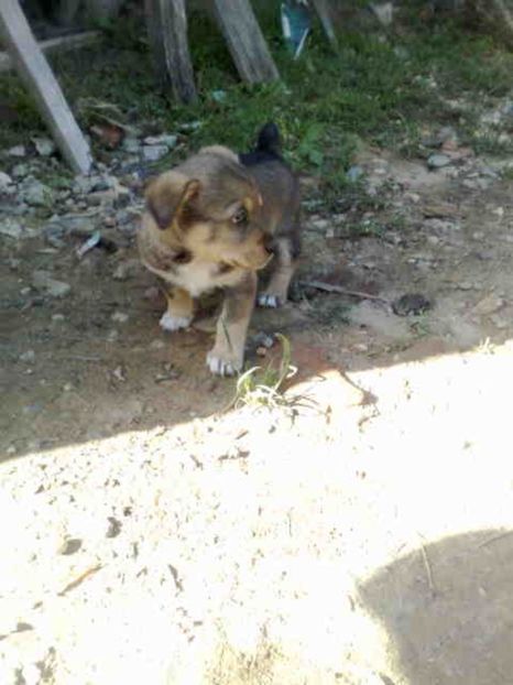  - Caini de sobolani-dihori-paza