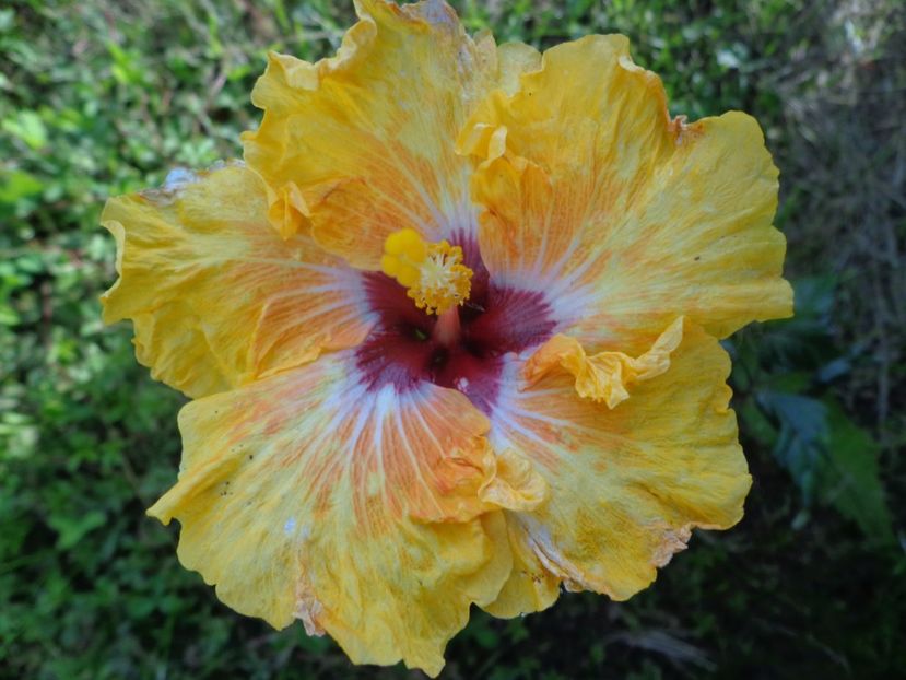  - HIBISCUS TOPANGA