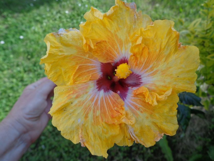  - HIBISCUS TOPANGA