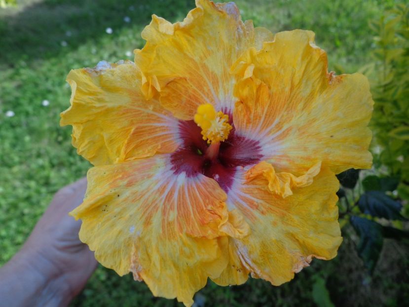  - HIBISCUS TOPANGA
