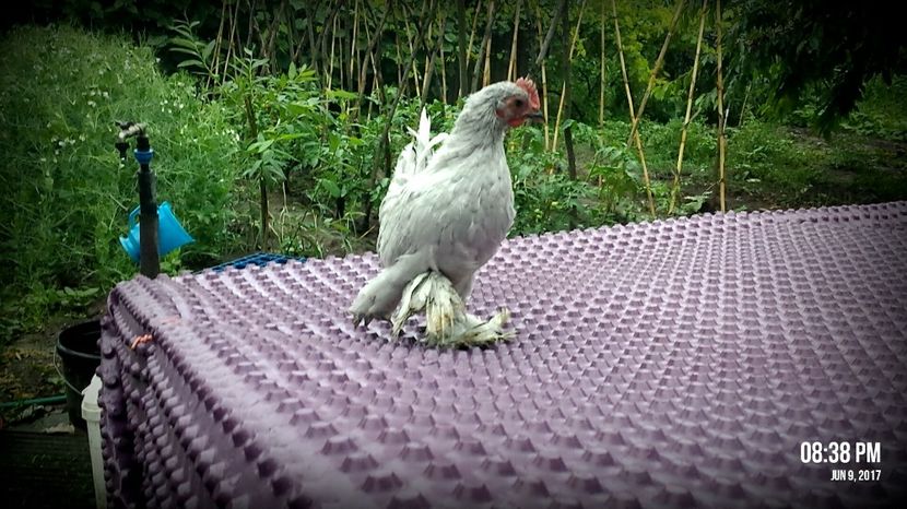 achizitie TOCULET GABI - 8 Mii de flori ALBASTRU