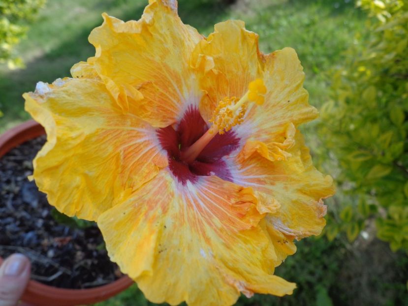  - HIBISCUS TOPANGA