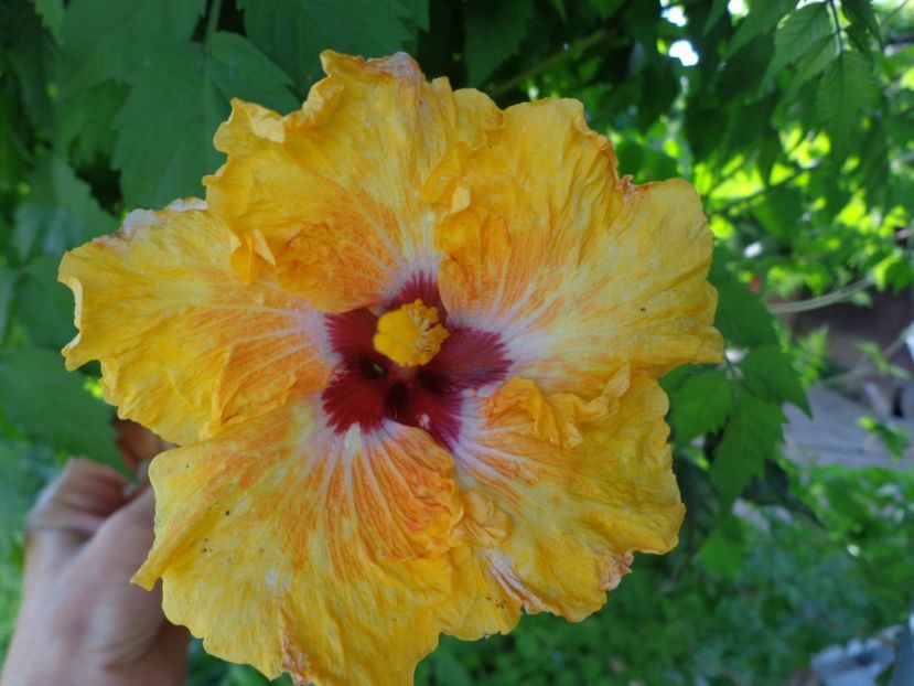  - HIBISCUS TOPANGA