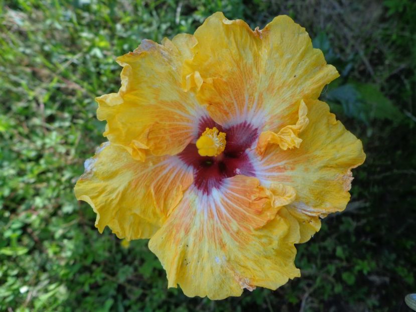  - HIBISCUS TOPANGA