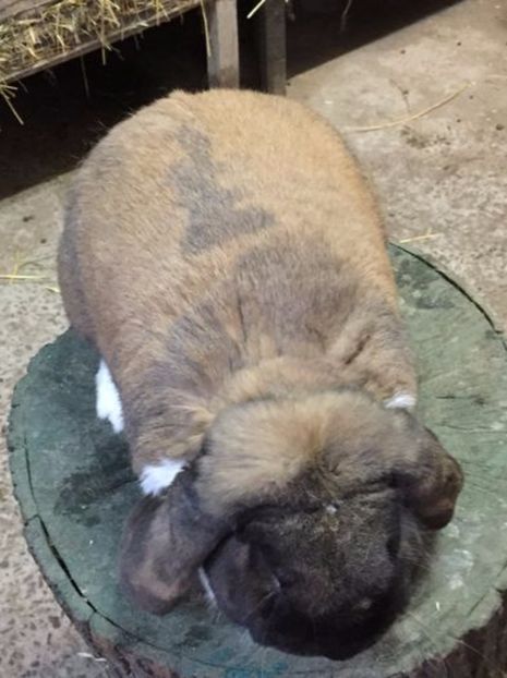 105613805_DCHQWYS - Caut sa cumpar mascul thuringen mantulat