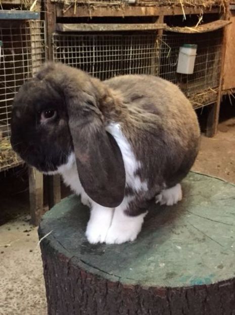 105613804_KUXPBLH - Caut sa cumpar mascul thuringen mantulat