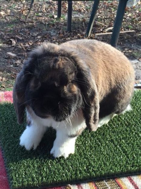 104890598_DVGSABS - Caut sa cumpar mascul thuringen mantulat