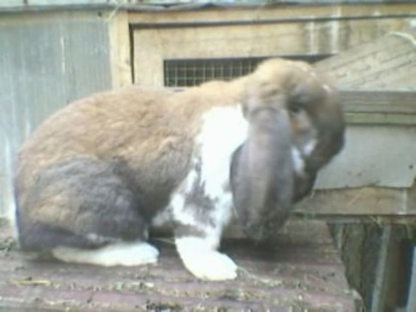 103153117_VYHTRSO3 - Caut sa cumpar mascul thuringen mantulat