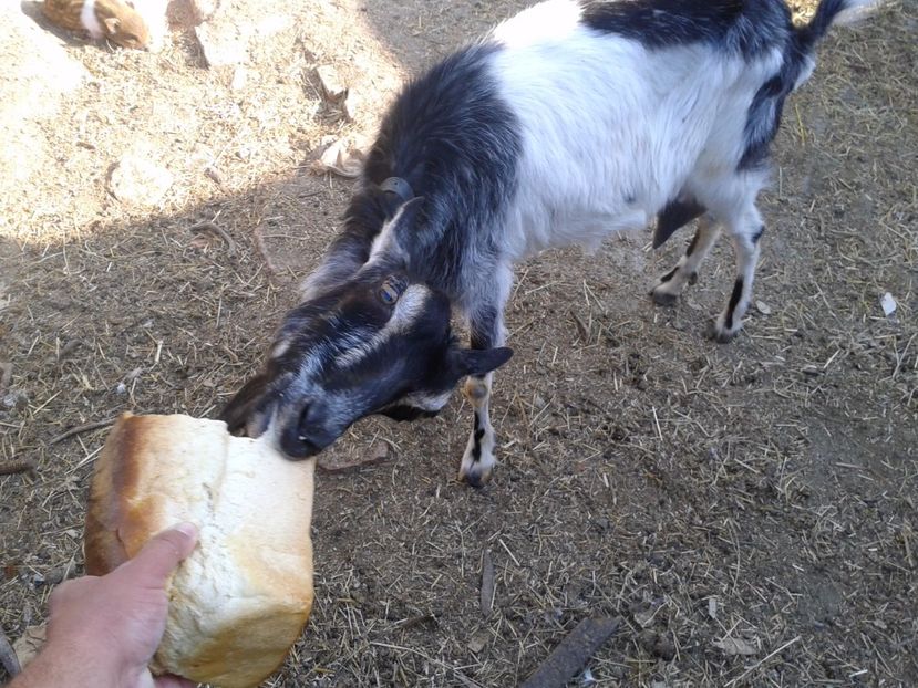 Fotografie0076 - a---capra cerasela