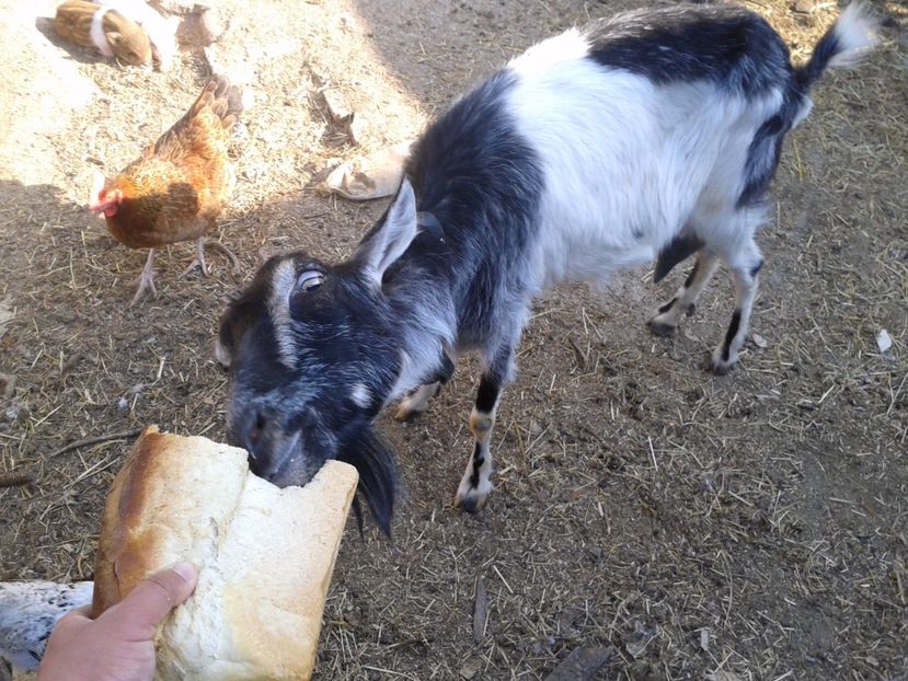 Fotografie0077 - a---capra cerasela