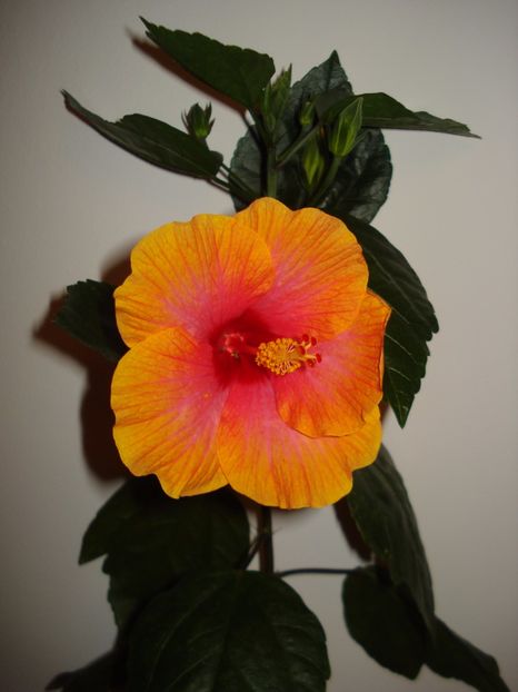  - A Hibiscus Danutz