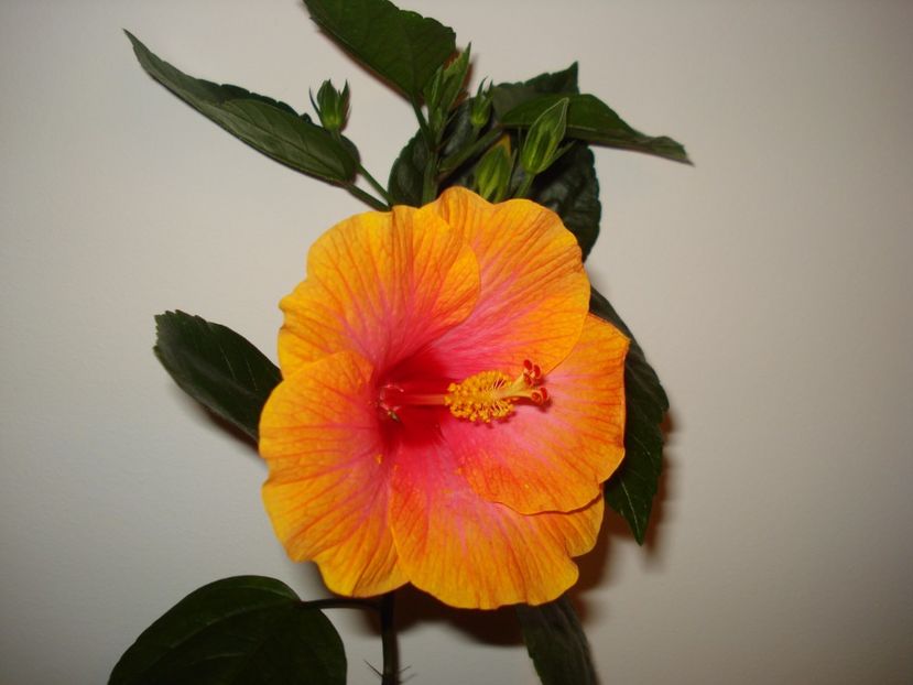  - A Hibiscus Danutz