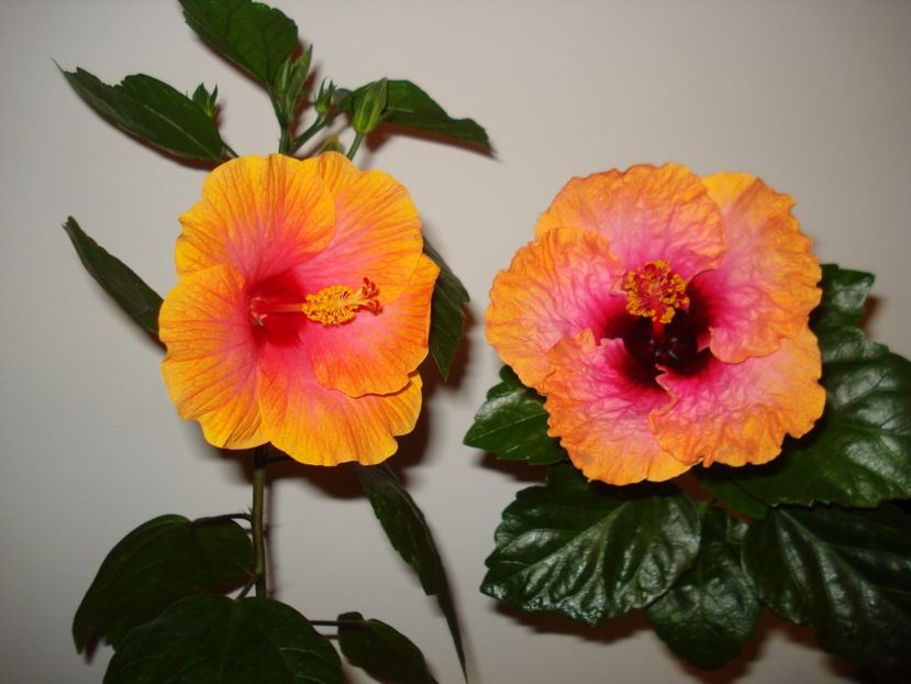  - A Hibiscus Danutz