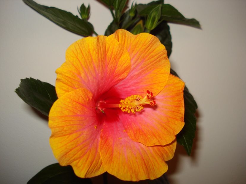  - A Hibiscus Danutz