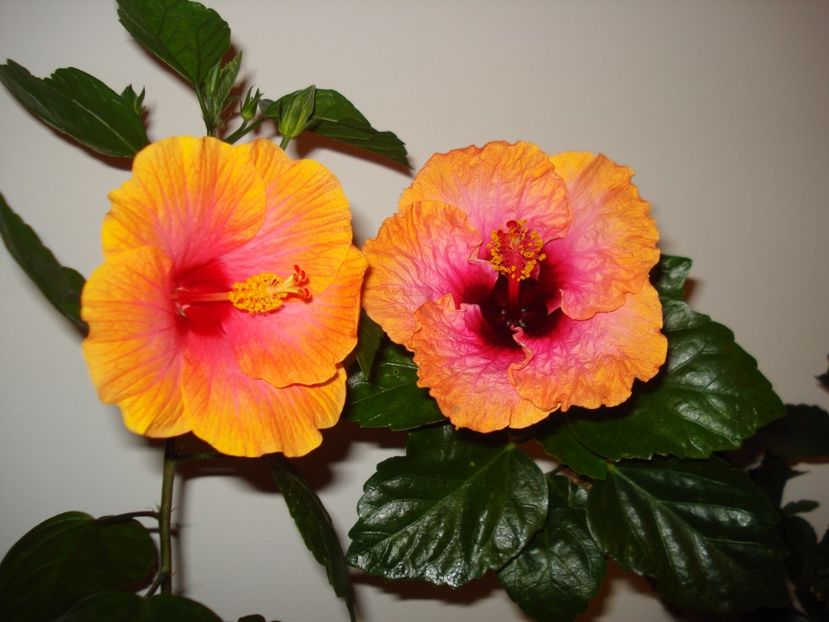  - Hibiscus Erin Rachel