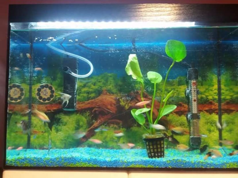  - Vind cumpar schimb