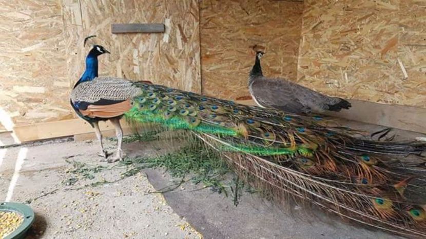  - Vind cumpar schimb