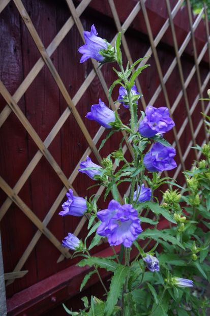  - Phlox si alte perene