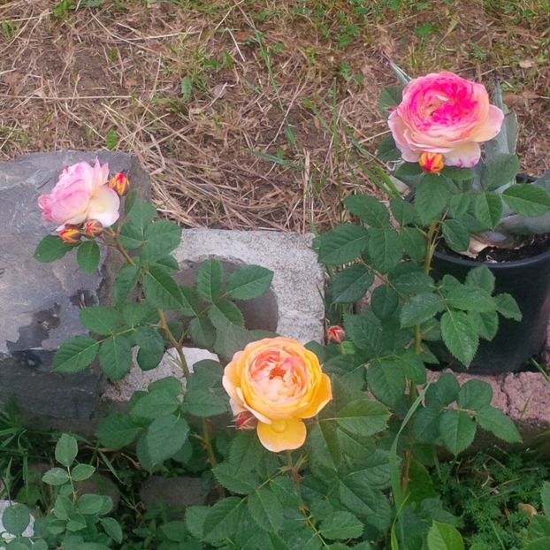 rosomane janon - trandafiri 2017