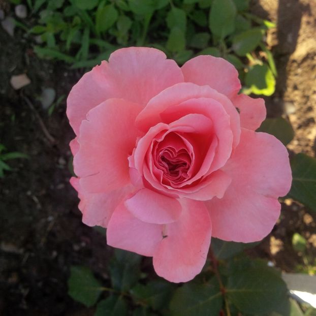 laurent cabrol - trandafiri 2017