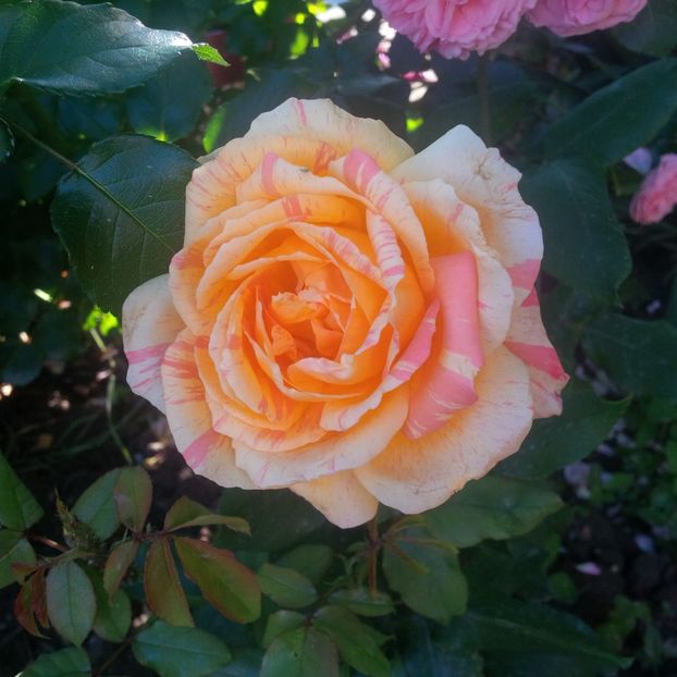 marvelle - trandafiri 2017