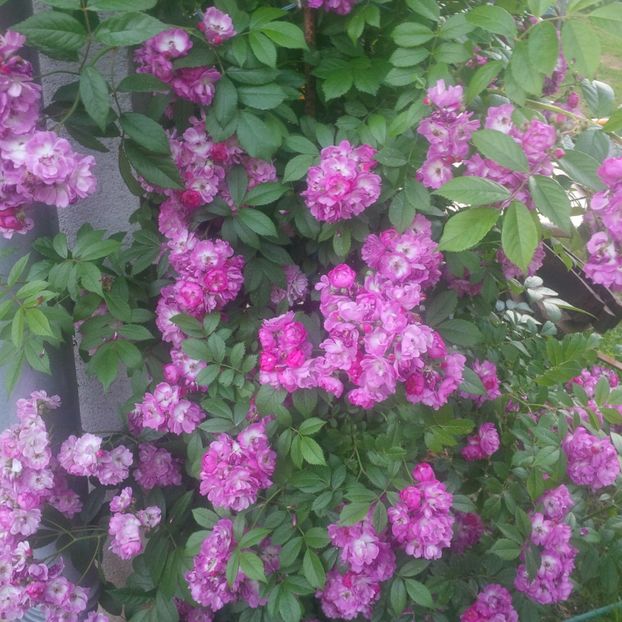 perennial blue - trandafiri 2017