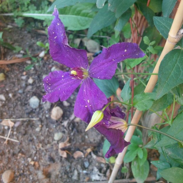 polish spirit - gradina iunie 2017