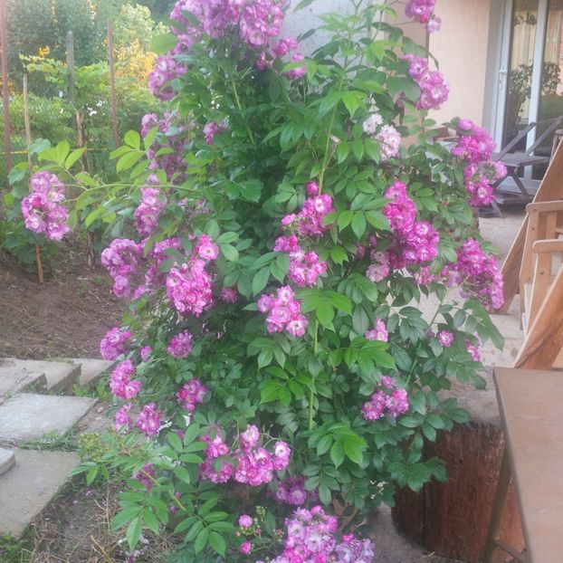 perennial blue - gradina iunie 2017