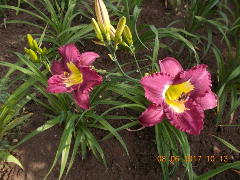 silent sentry - HEMEROCALLIS 2017