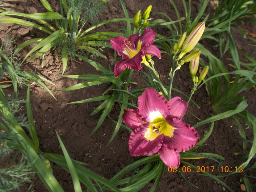 silent sentry - HEMEROCALLIS 2017