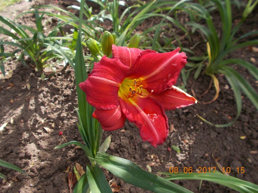 amadeus - HEMEROCALLIS 2017