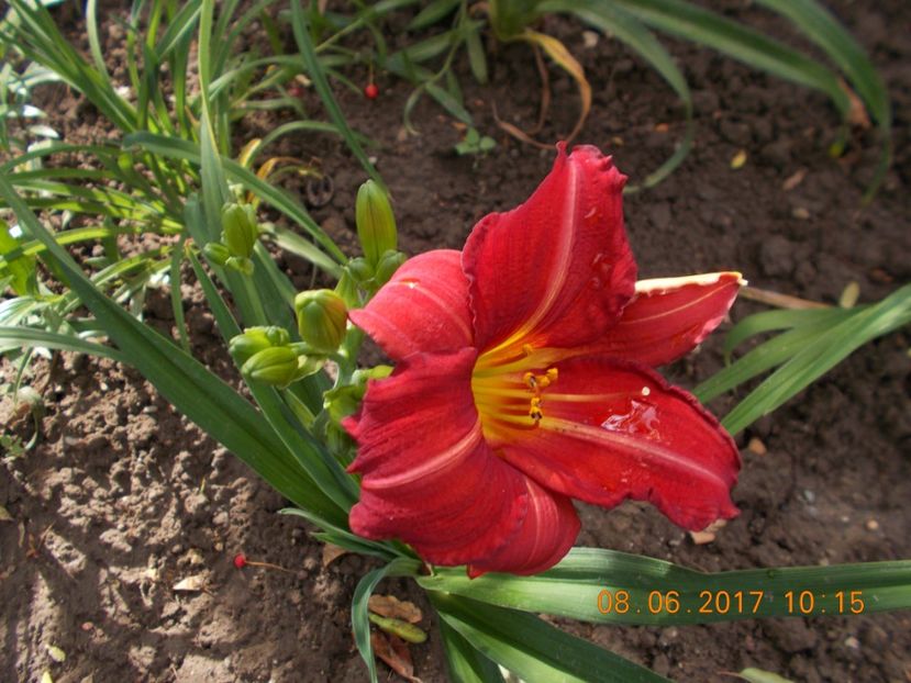 amadeus - HEMEROCALLIS 2017