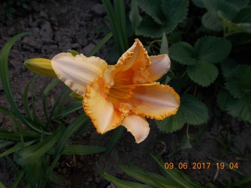 wisest of wizards - HEMEROCALLIS 2017