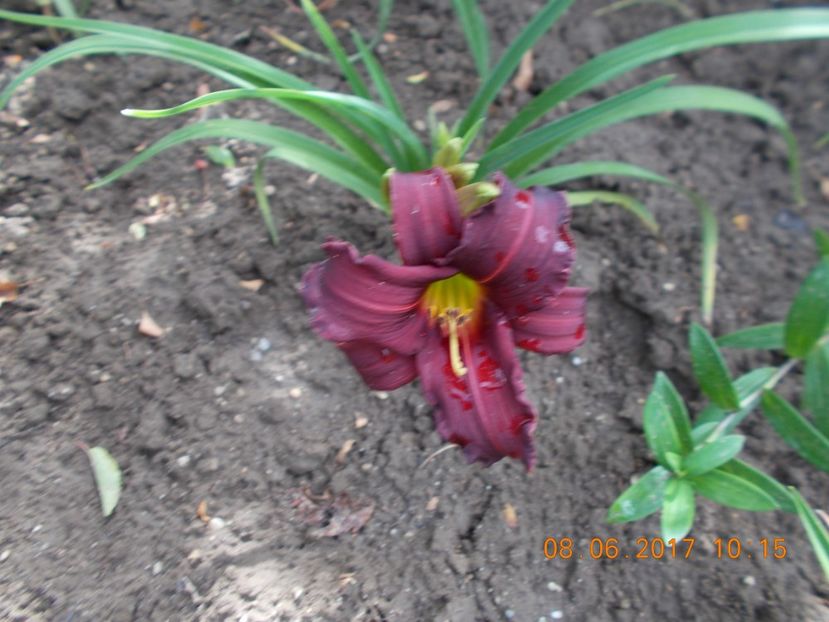 siloam royal prince - HEMEROCALLIS 2017