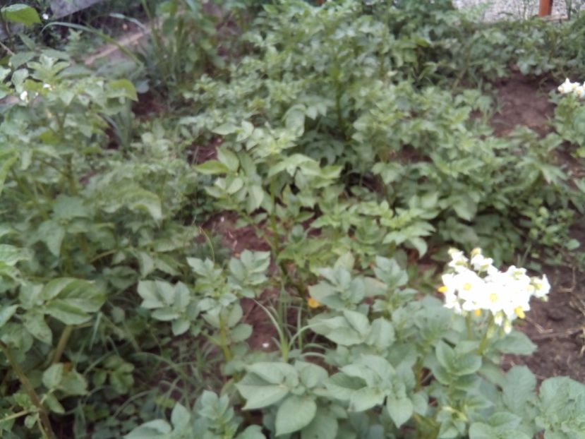  - 02 Gradina