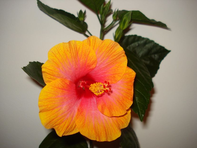  - HIBISCUS 2017