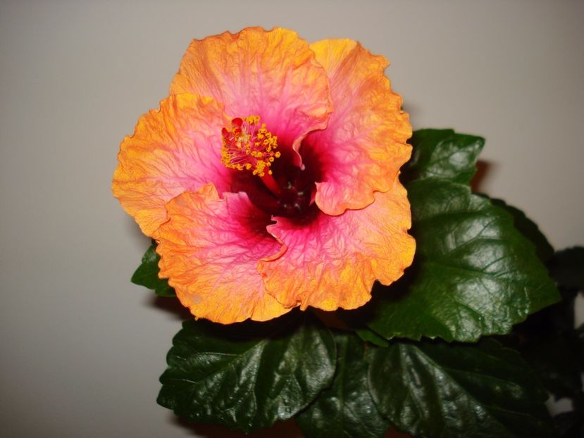  - HIBISCUS 2017
