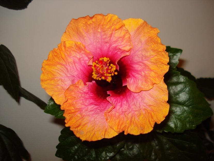  - HIBISCUS 2017