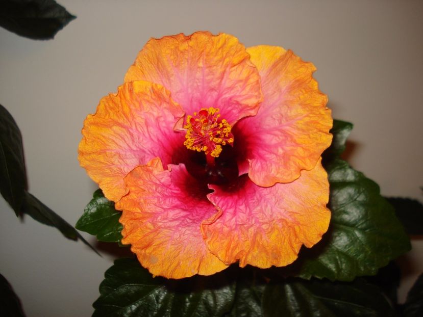  - HIBISCUS 2017