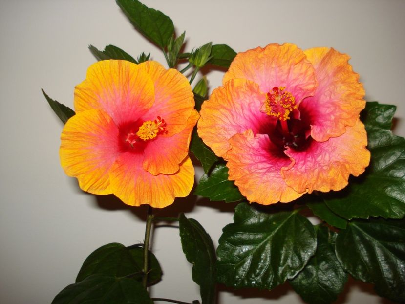  - HIBISCUS 2017