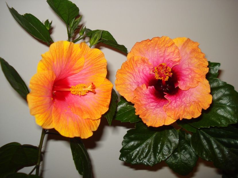  - HIBISCUS 2017