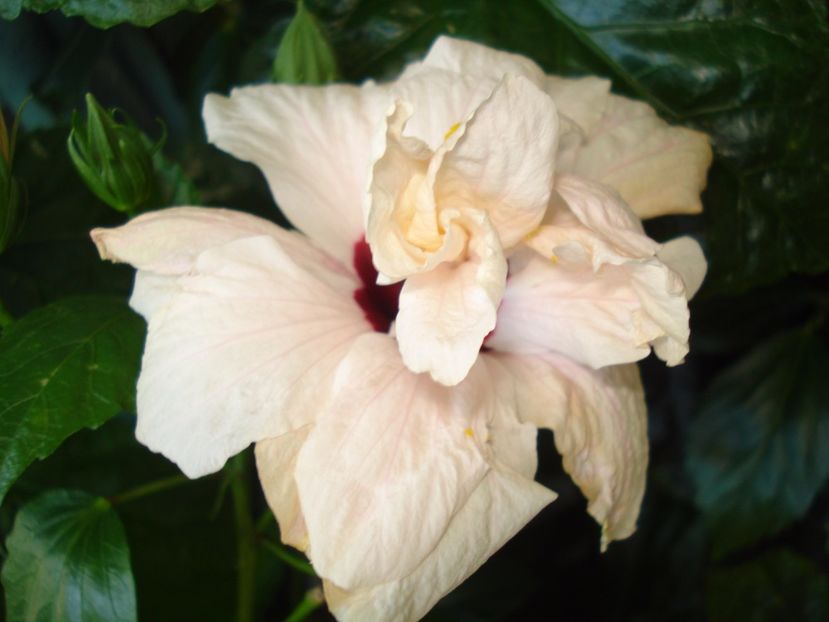  - HIBISCUS 2017