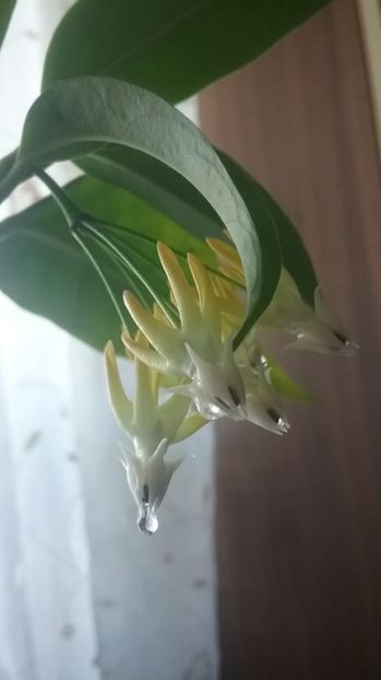 Multiflora - Hoya 2017