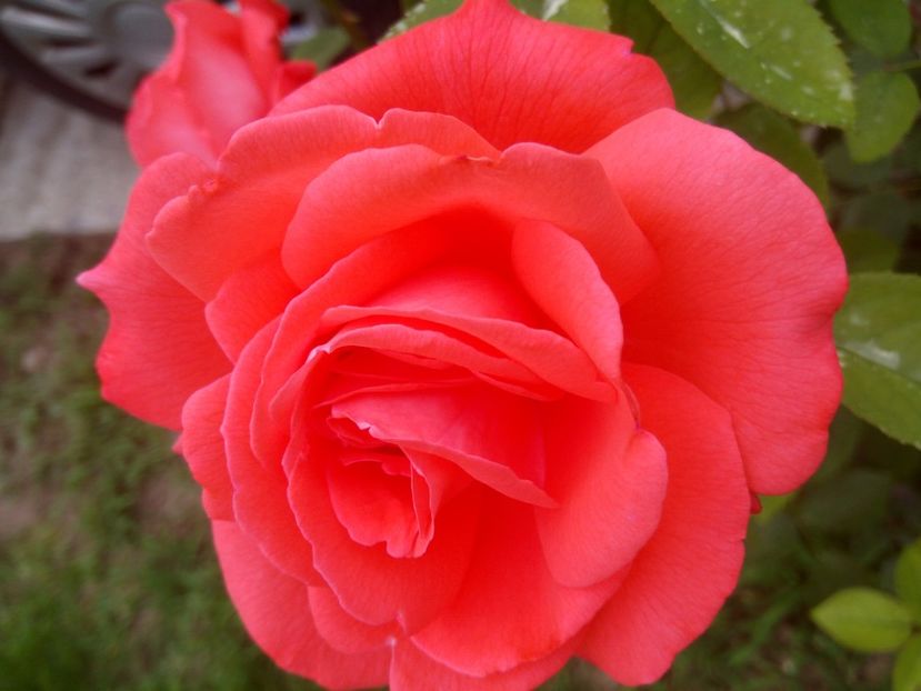 TH corai - A FLORI DIN GRADINA MEA