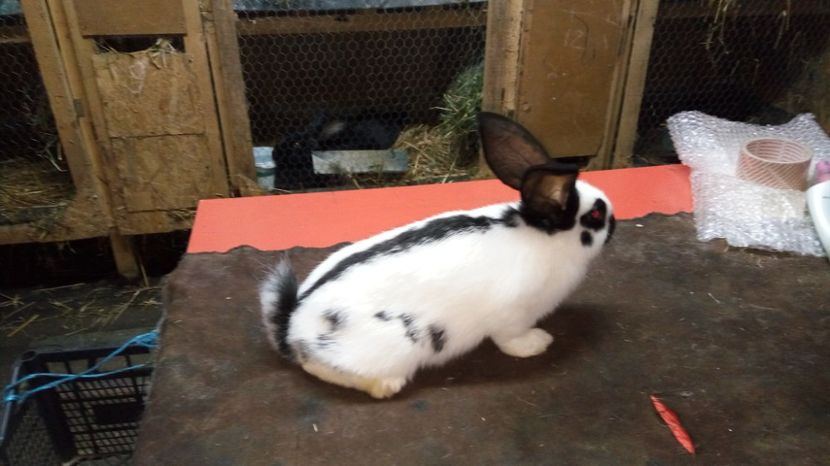  - Femela17 alb negru Ro20-47110