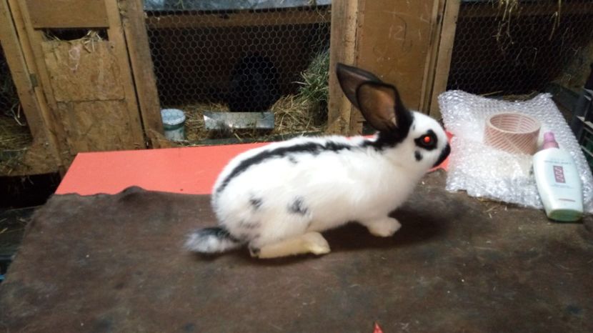  - Femela16 alb negru Ro20-47111