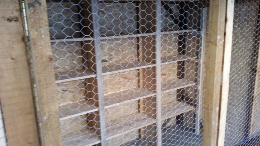 Boxe vaduvi - 1 crescatoria