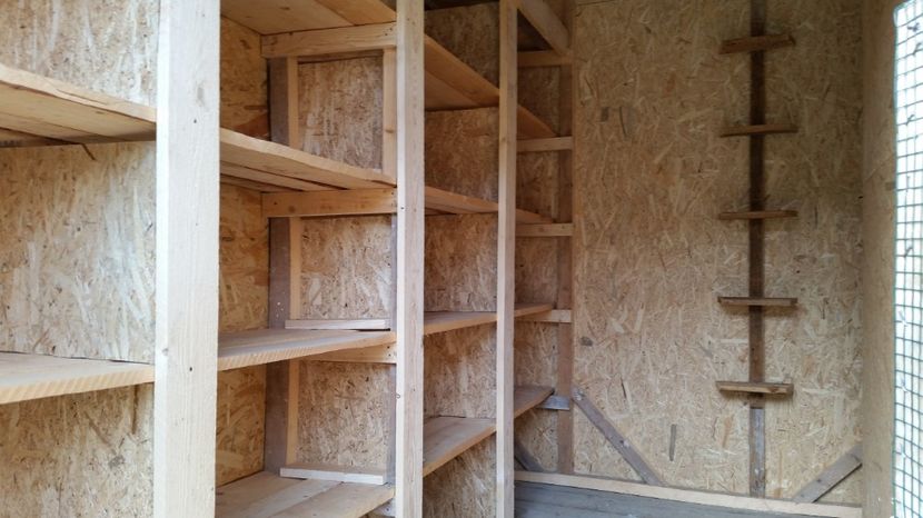 Boxe matca - 1 crescatoria