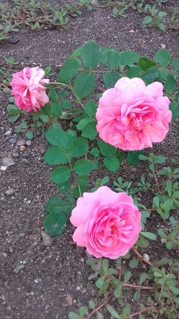 Princess Alexandra of Kent - Vara 2017