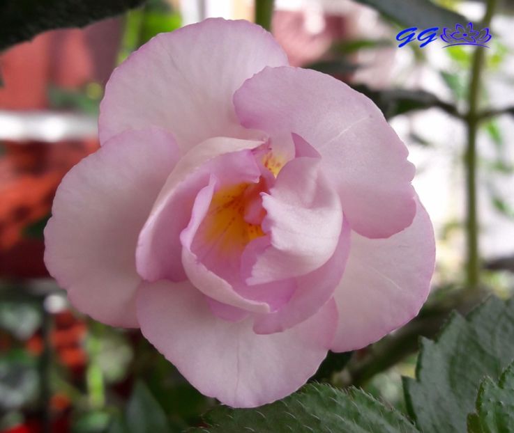 2017 - Frumoasa necunoscuta